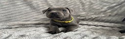 Staffordshire Bull Terrier dogs for sale: Kc blue staffordshire bull terrier puppies - Advert 10