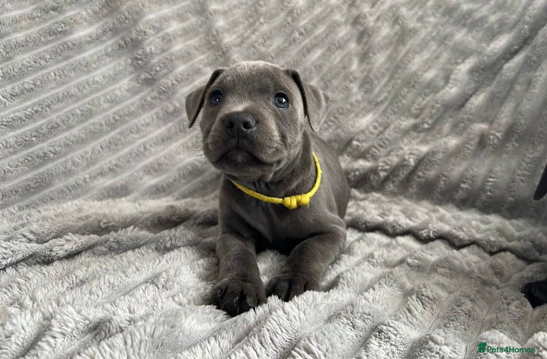 Staffordshire Bull Terrier dogs for sale: Kc blue staffordshire bull terrier puppies - Advert 10