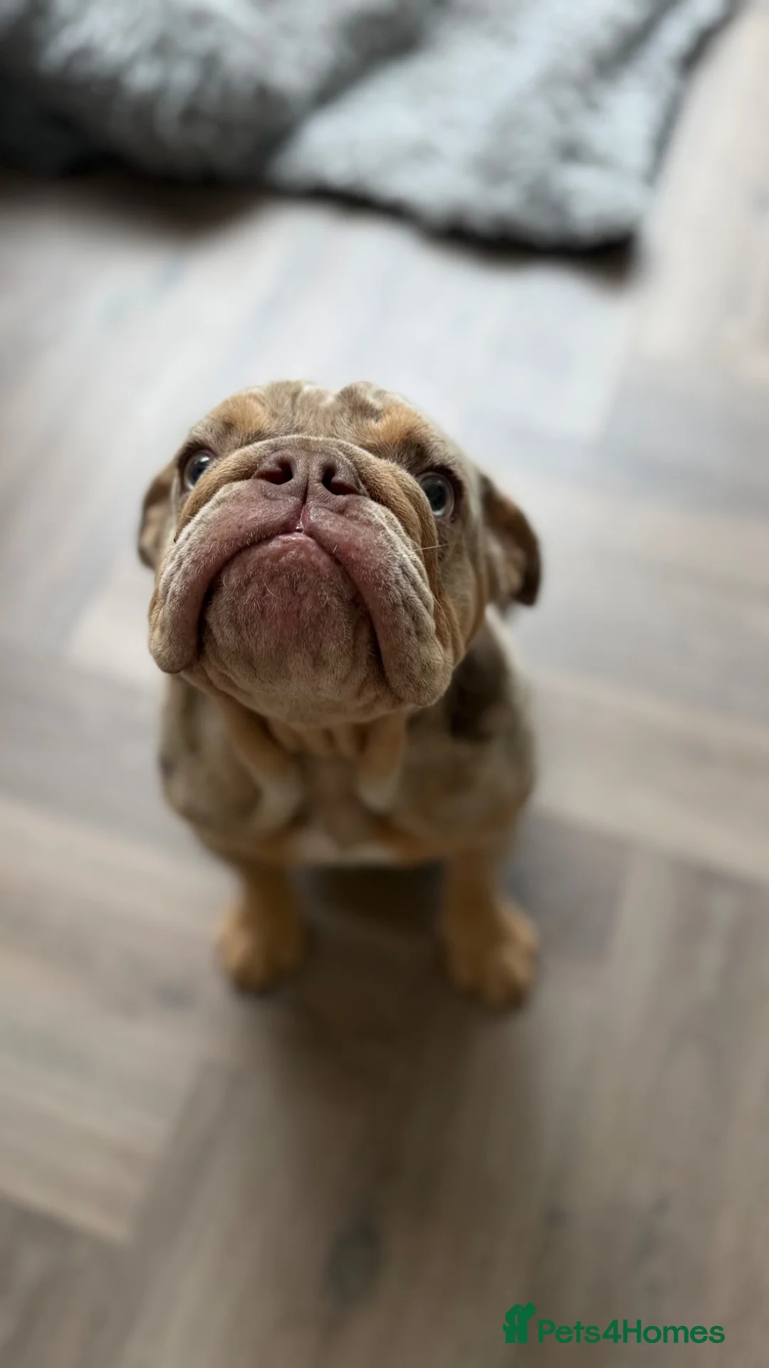 English Bulldog dogs for sale: Beautiful English Bulldog Puppy mabel  - Advert 15