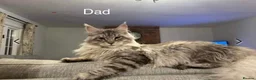 Maine Coon cats for sale: TICA registered Maine coons.  - Advert 4