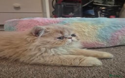 Persian cats for sale: 🩵Amazing persian boy 🩵 - Image 3