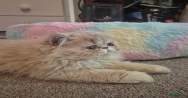 Persian cats - Advert 2