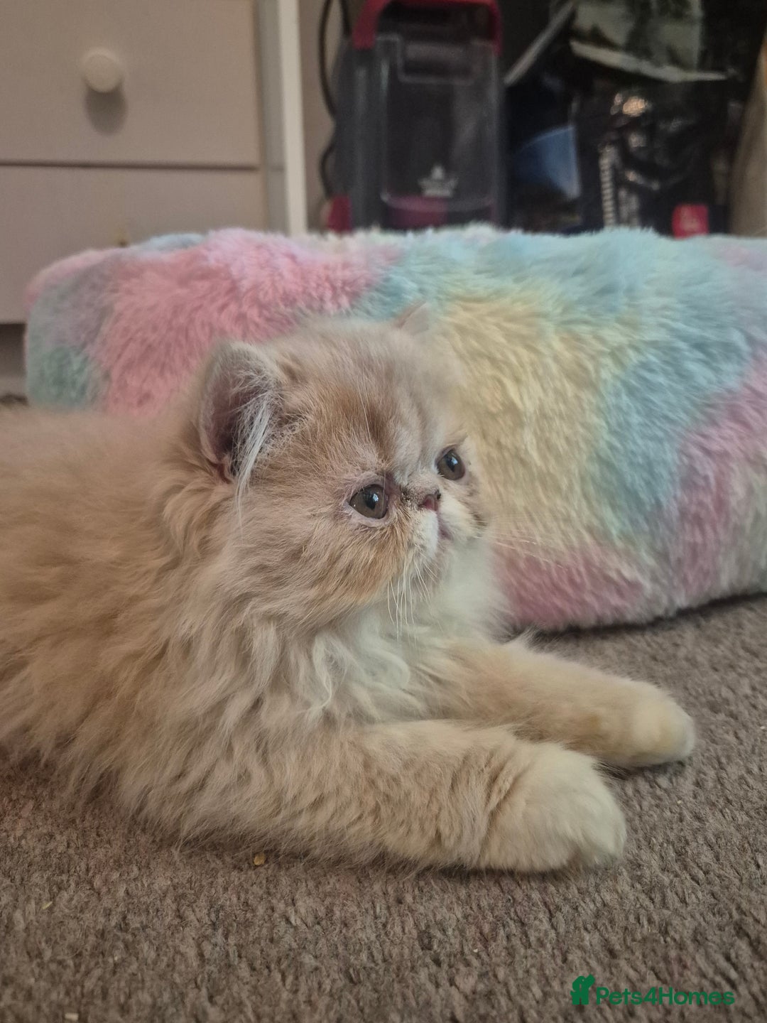 Persian cats for sale: 🩵Amazing persian boy 🩵 - Image 3