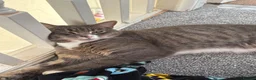 Mixed Breed cats for sale: Bella  in Crewe - Advert 1