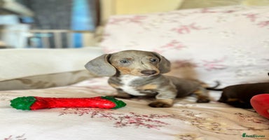 Dachshund dogs - Advert 3