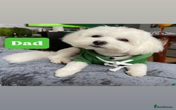 Maltese dogs for sale: Maltese puppies 🐶 - Image 7