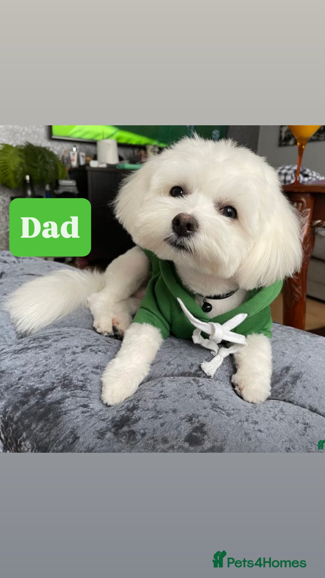 Maltese dogs for sale: Maltese puppies 🐶 - Image 7