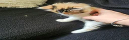 Mixed Breed cats for sale: Beautiful Kittens - Advert 5