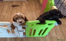 Mixed Breed dogs for sale: Cockerpoo puppies - Image 1
