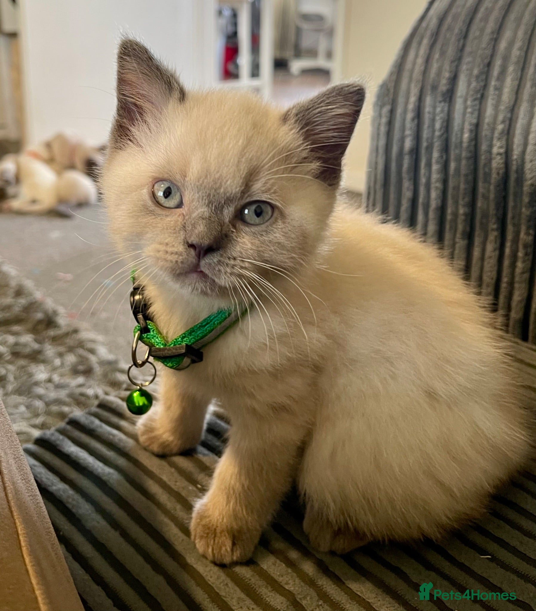 British Shorthair cats 💙 GCCF Blue Colourpoint BSH Kittens - Advert 2