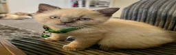 British Shorthair cats for sale: 💙 GCCF Blue Colourpoint BSH Kittens - Advert 2