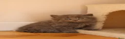 British Longhair cats for sale: British long hair kitten - Advert 8