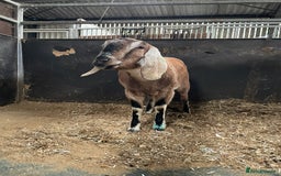 Goats livestock for sale: two angolo-Nubian goats  - Image 8
