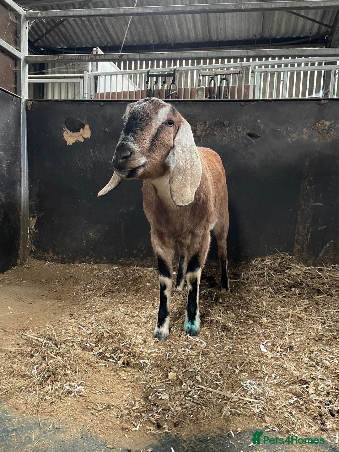 Goats livestock for sale: two angolo-Nubian goats  - Image 8
