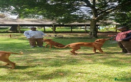 Rhodesian Ridgeback dogs for sale: EXCEPTIONAL OPPORTUNITY TO PURCHASE SHOW QUALITY  - Image 13
