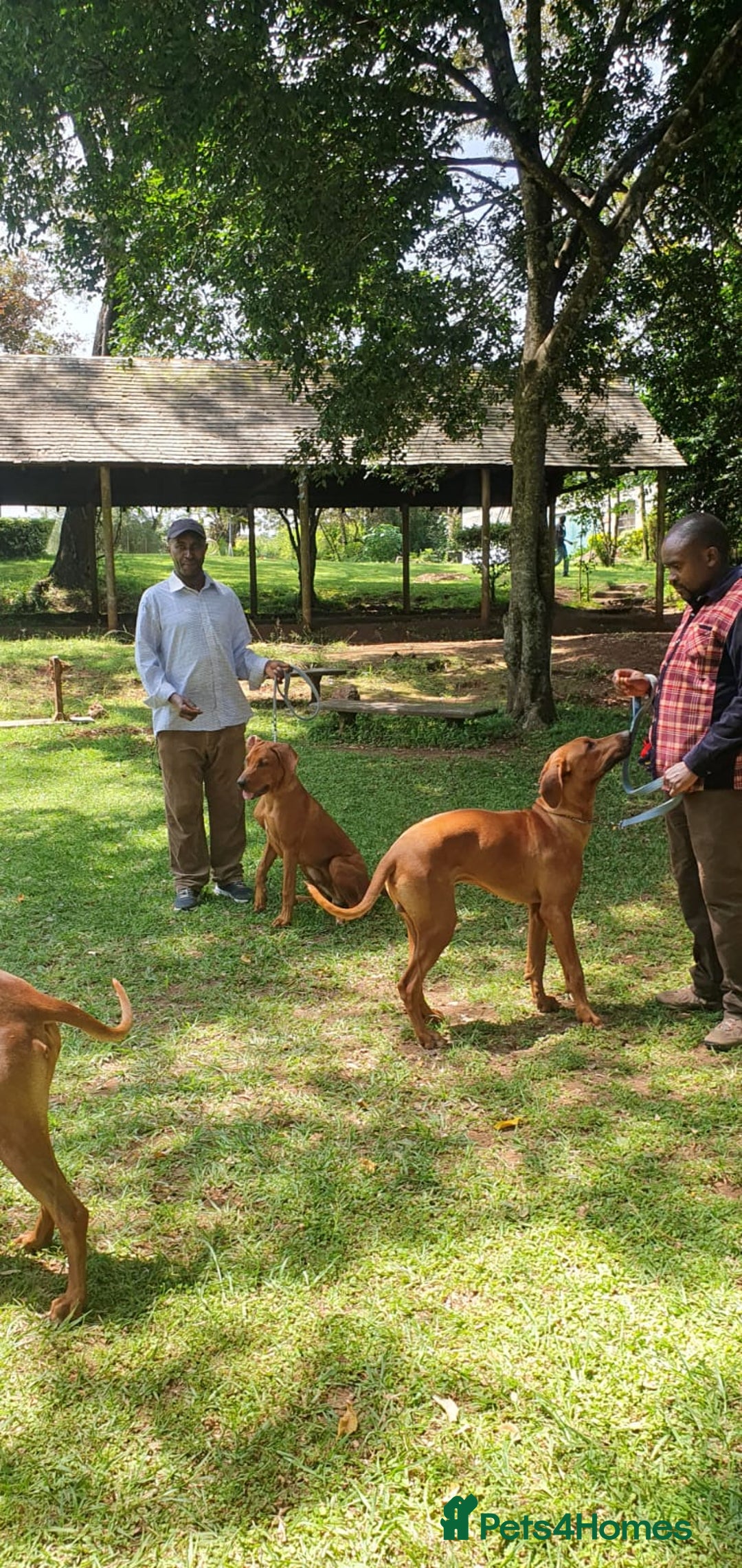 Rhodesian Ridgeback dogs for sale: EXCEPTIONAL OPPORTUNITY TO PURCHASE SHOW QUALITY  - Image 13