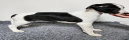 Whippet dogs for sale:  Gorgeous girl ready now - Advert 6