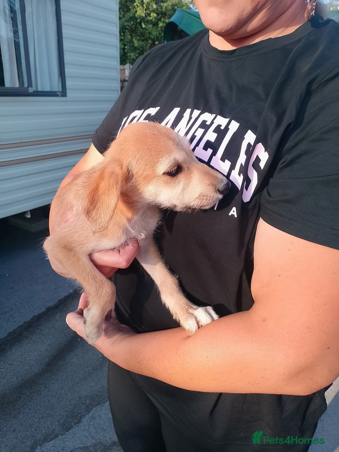 Saluki dogs for sale: Saluki cross greyhound puppies for sale  - Advert 2
