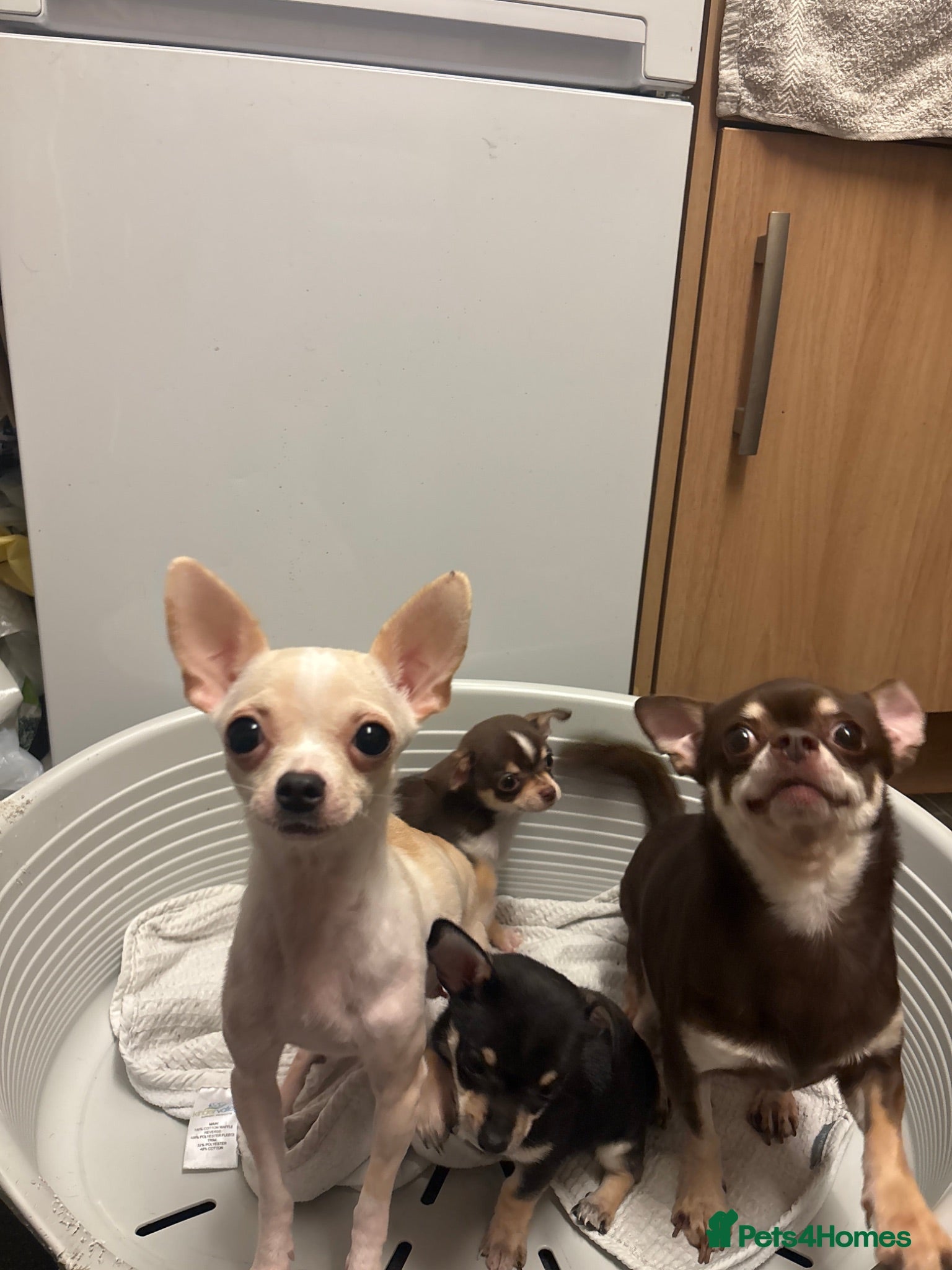 Chihuahua dogs Tiny chihuahua puppy ready to go now - Advert 15