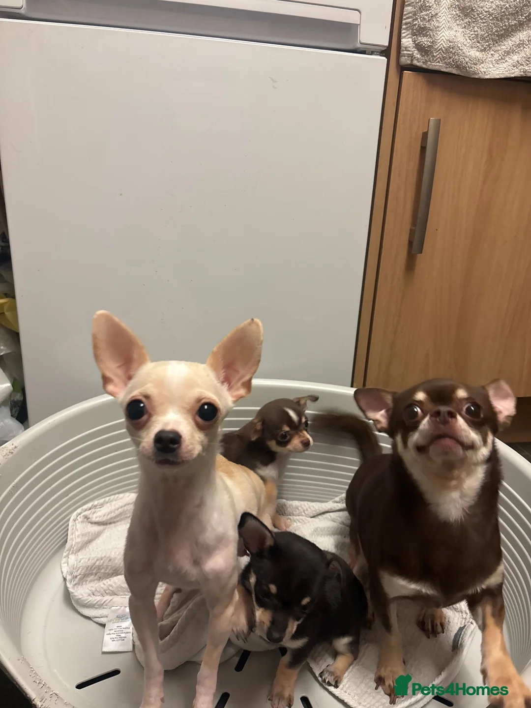 Chihuahua dogs for sale: Tiny chihuahua puppy ready to go now in Nottingham - Advert 1