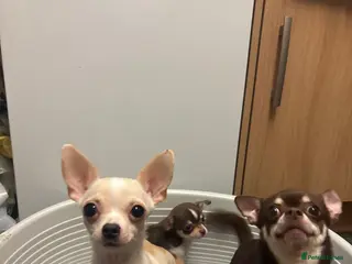 Chihuahua dogs Tiny chihuahua puppy ready to go now - Advert 1