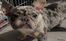 French Bulldog dogs for sale: French bulldog puppy - Image 4