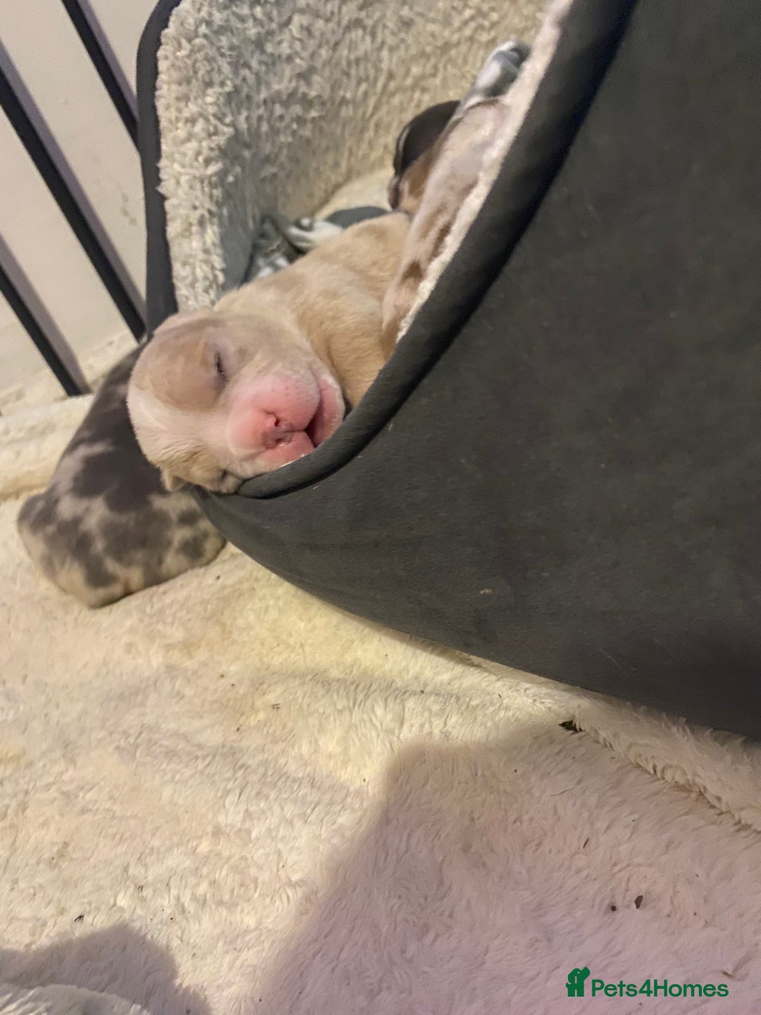 American Bully dogs for sale: American Pocket bully’s puppies  - Advert 26