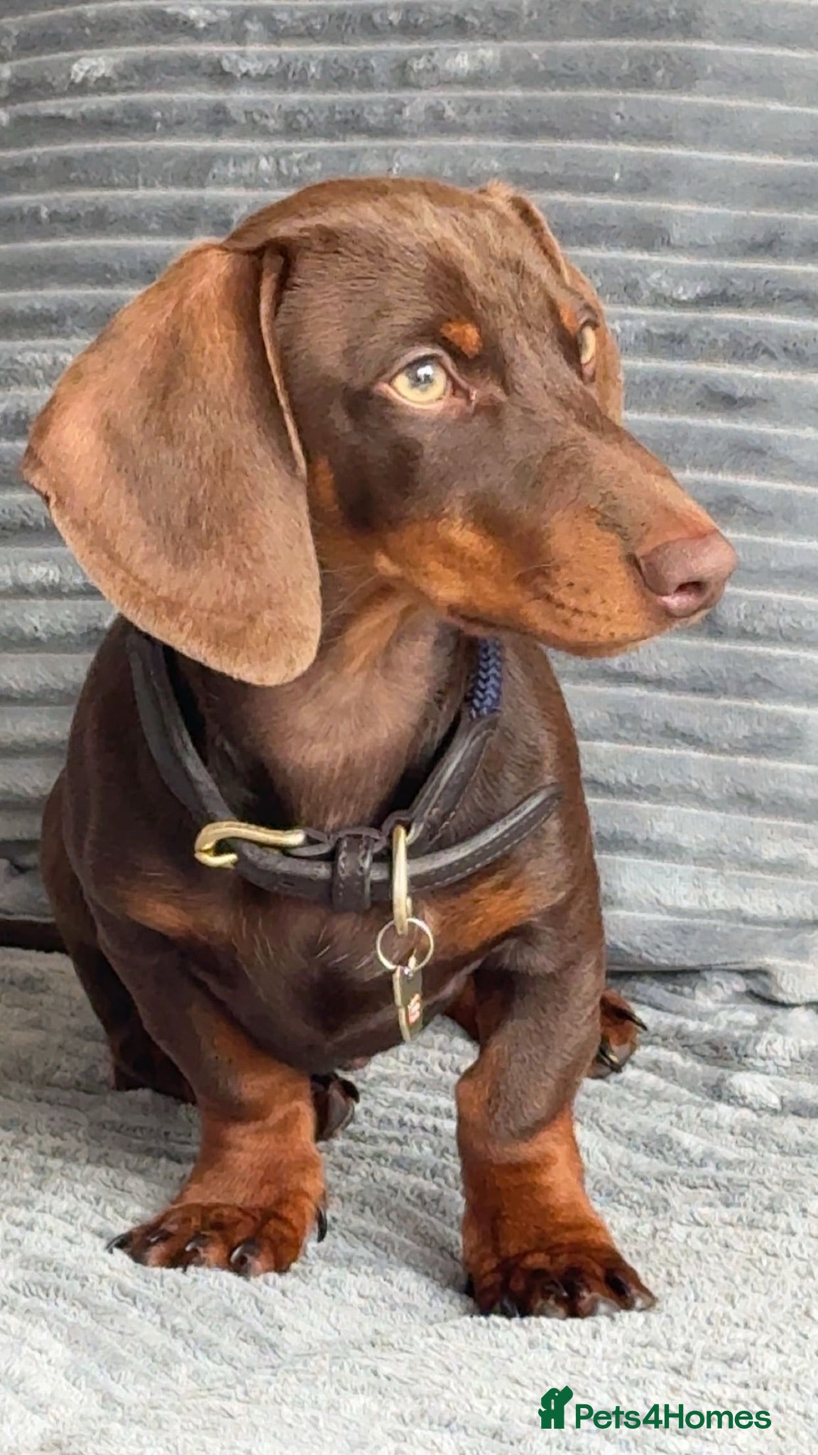 Dachshund dogs Arlo  - Advert 14
