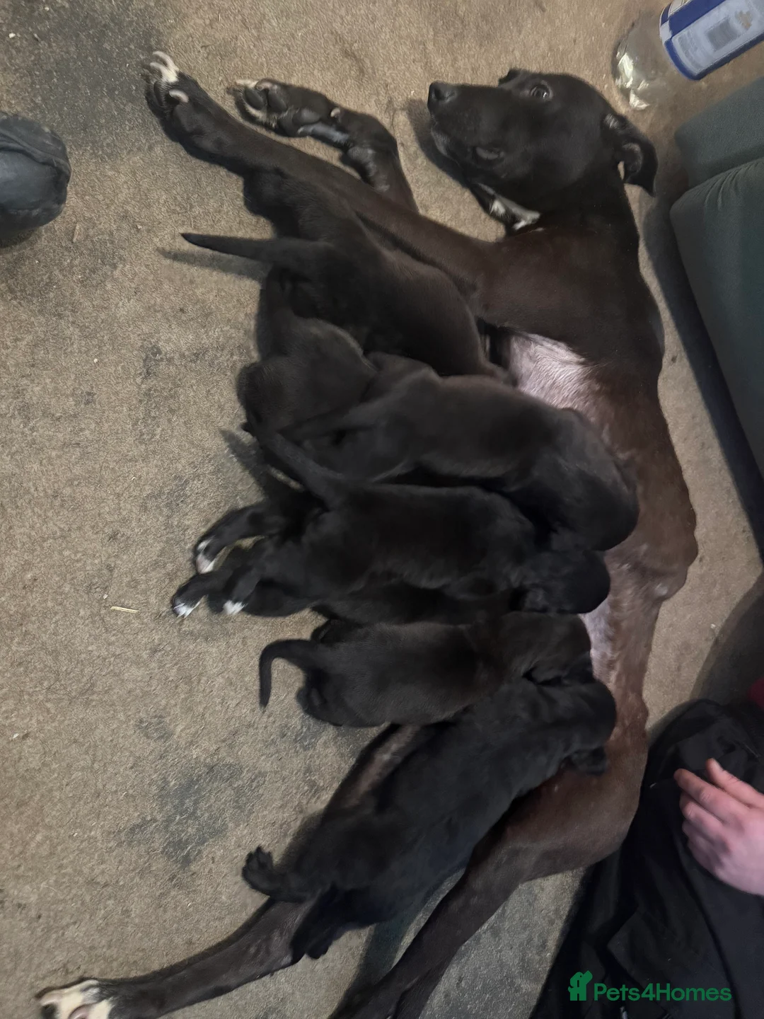 Mixed Breed dogs for sale: Puppies - Advert 19