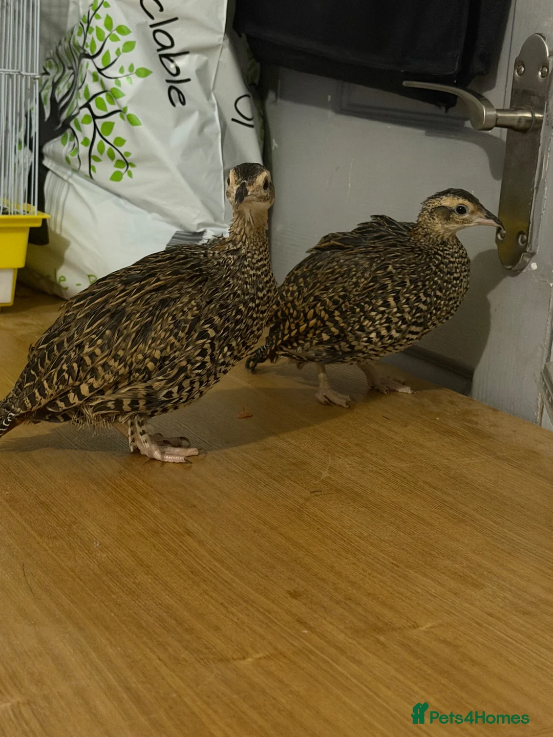 Pheasants poultry for sale: Black francolin females for sale  - Advert 1
