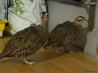 Pheasants poultry Black francolin females for sale - Advert 4