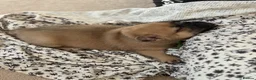 Jug dogs for sale: Jug Puppies For Sale - Advert 14