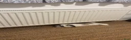 Mixed Breed rabbits for sale: (Lop + Lionhead) mix breed male rabbit  in Bath - Advert 3