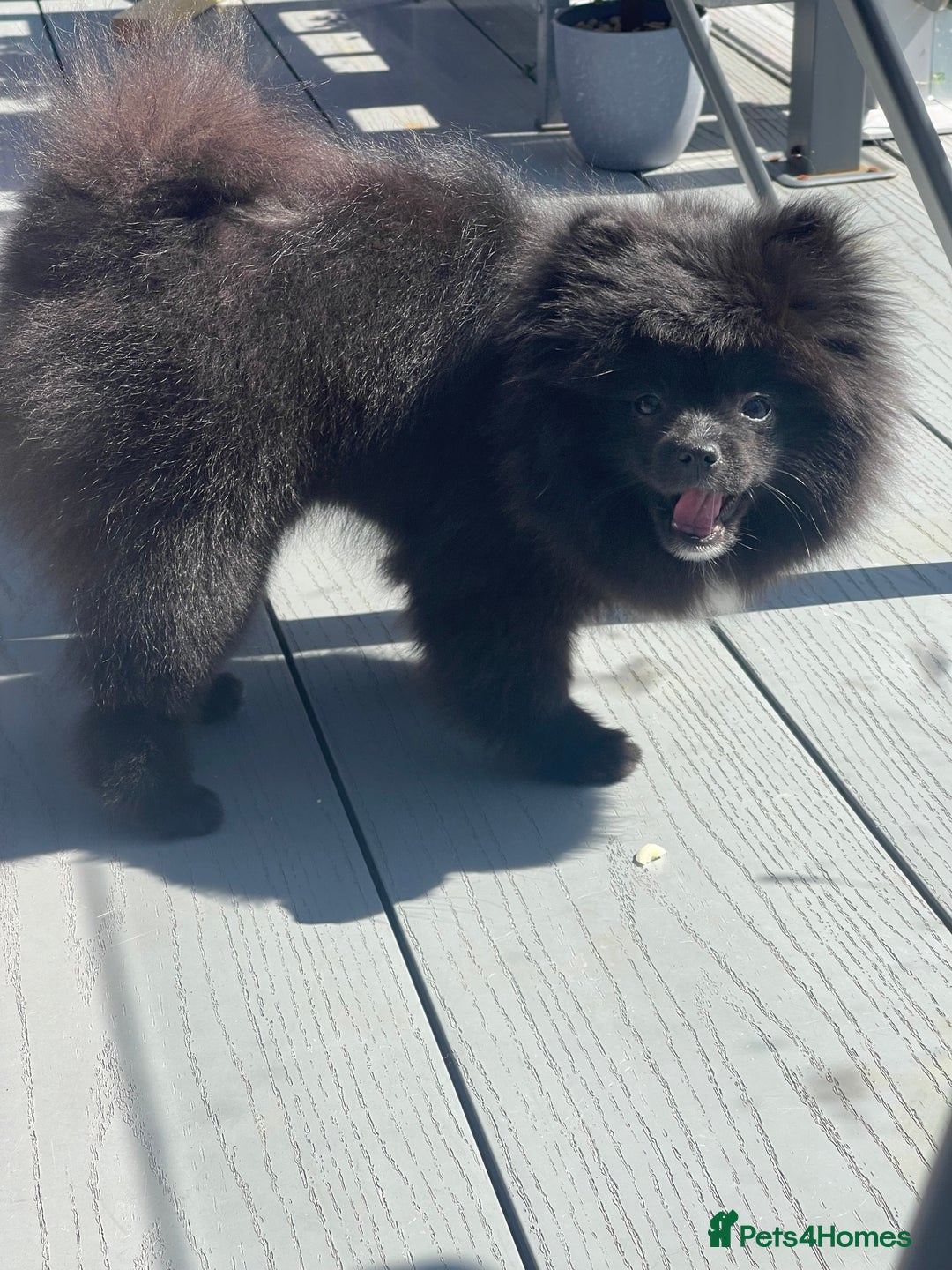 Pomeranian dogs for sale: Beautiful Pomeranian girl for sale - Image 1