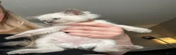 Ragdoll cats for sale: Female ragdoll kitten £750 - Advert 12