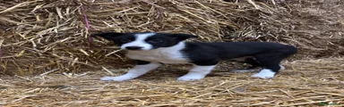 Border Collie Puppy 1