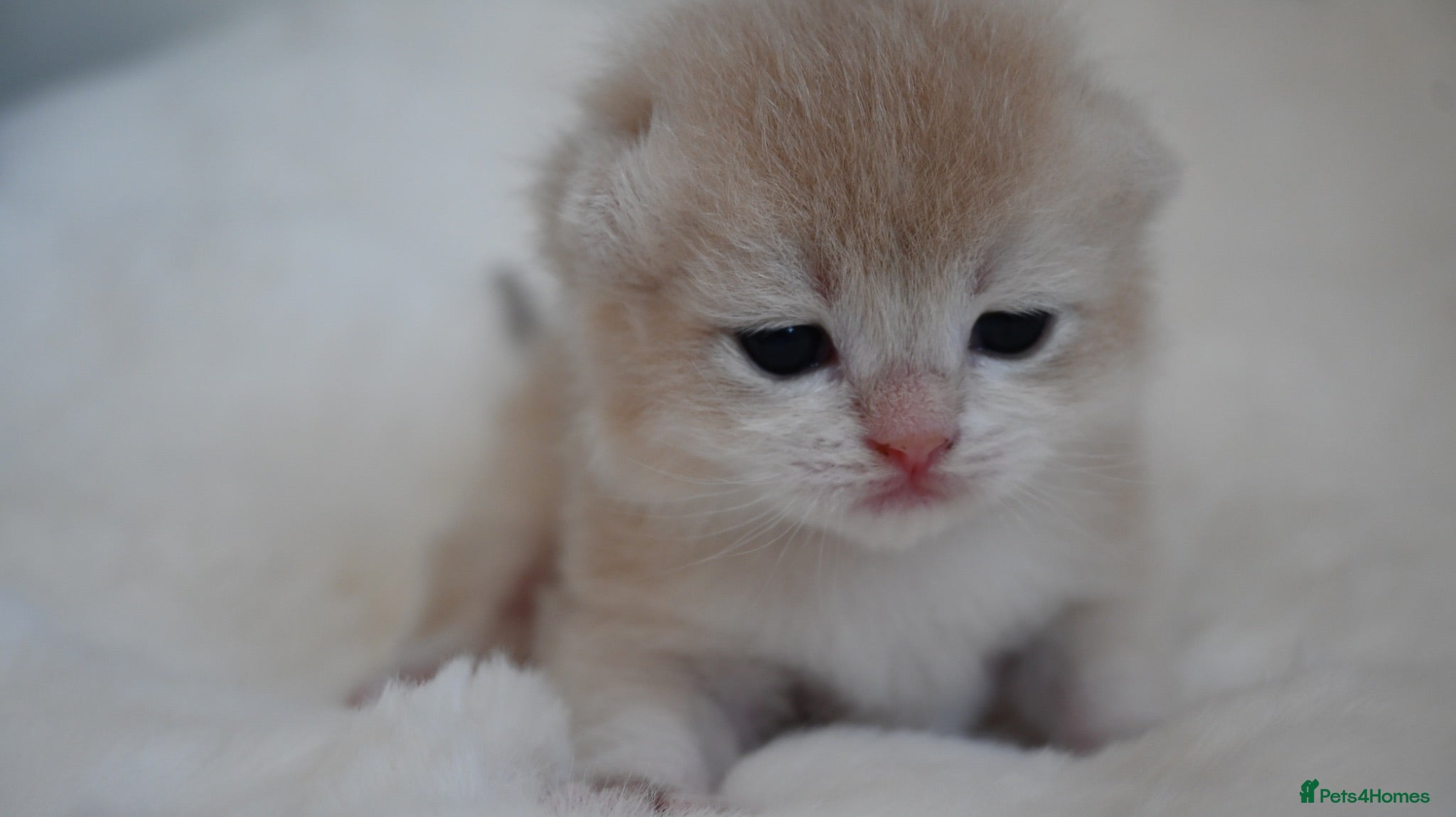 British Shorthair cats BSH Golden kittens Ecx show quality, Tica reg  - Advert 1