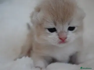 British Shorthair cats BSH Golden kittens Ecx show quality, Tica reg - Advert 1