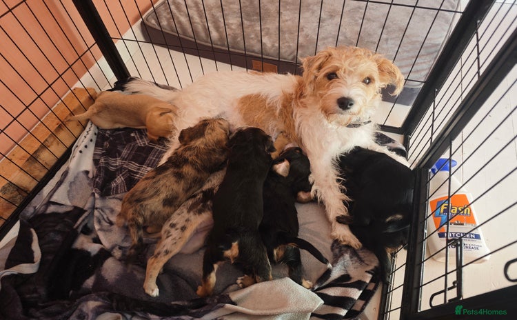 Mixed Breed dogs - Advert 1