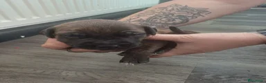 Mixed Breed Puppy 7