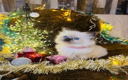 Ragdoll cats for sale: GCCF Pure Ragdoll Seal/Blue Point Lynx Mitted - Advert 26