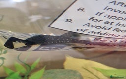 Plecos fish for sale: Royal/blue phantom pleco for sale - Advert 2