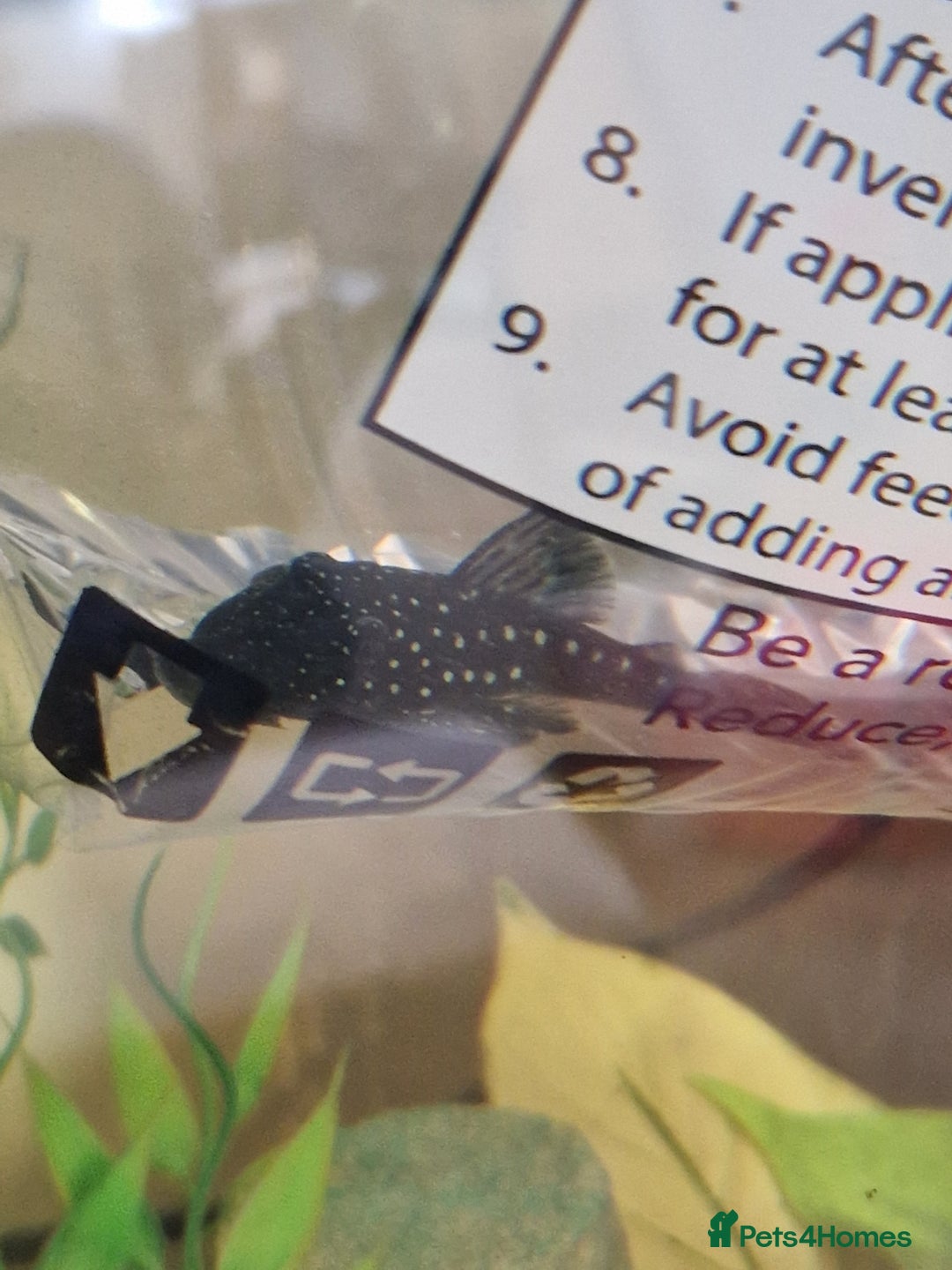 Plecos fish for sale: Royal/blue phantom pleco for sale - Advert 2