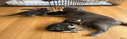 Russian Blue cats for sale: Balus kittens - Advert 2