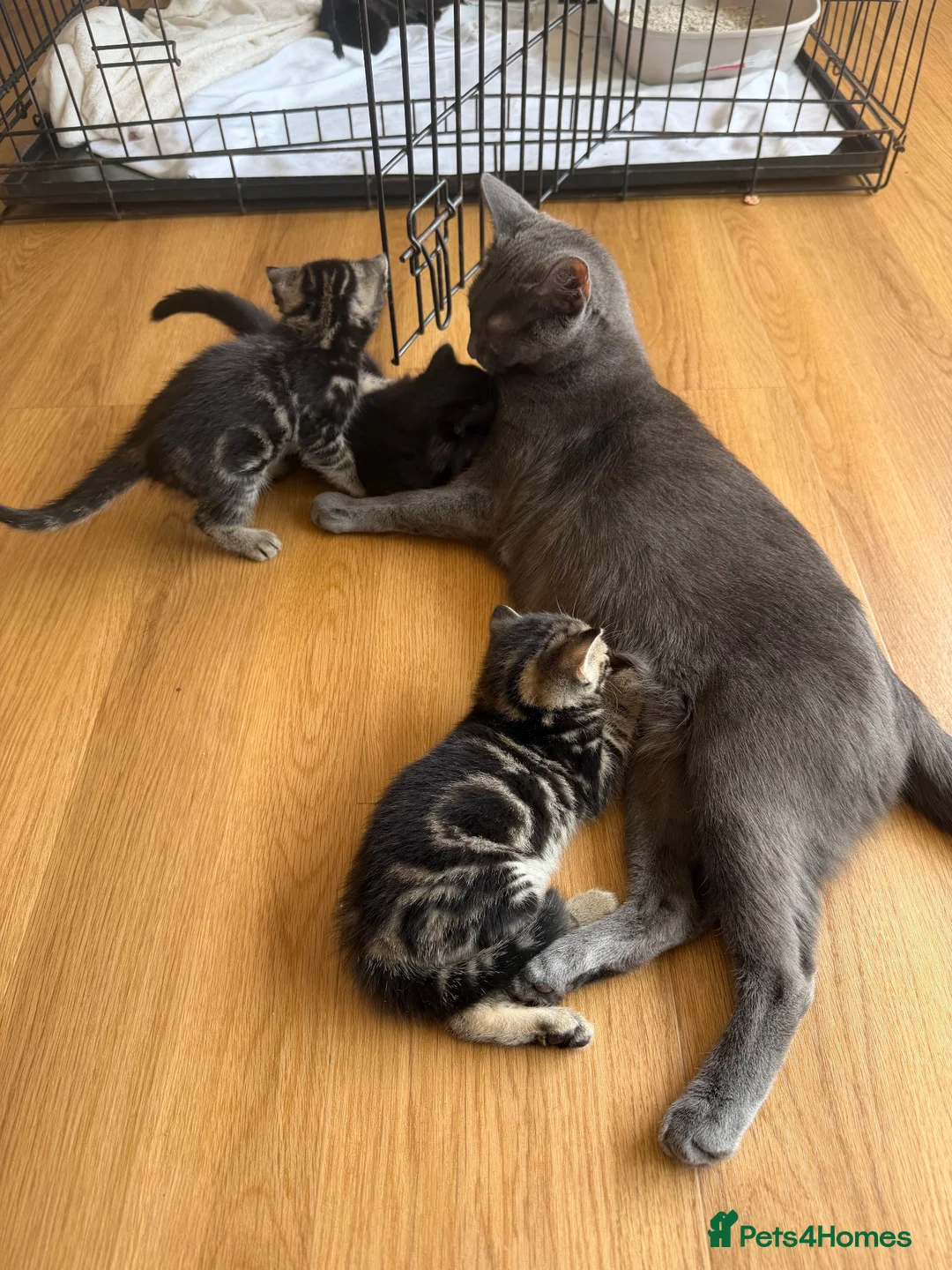 Russian Blue cats for sale: Balus kittens - Advert 2