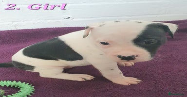 Mixed Breed dogs - Advert 4