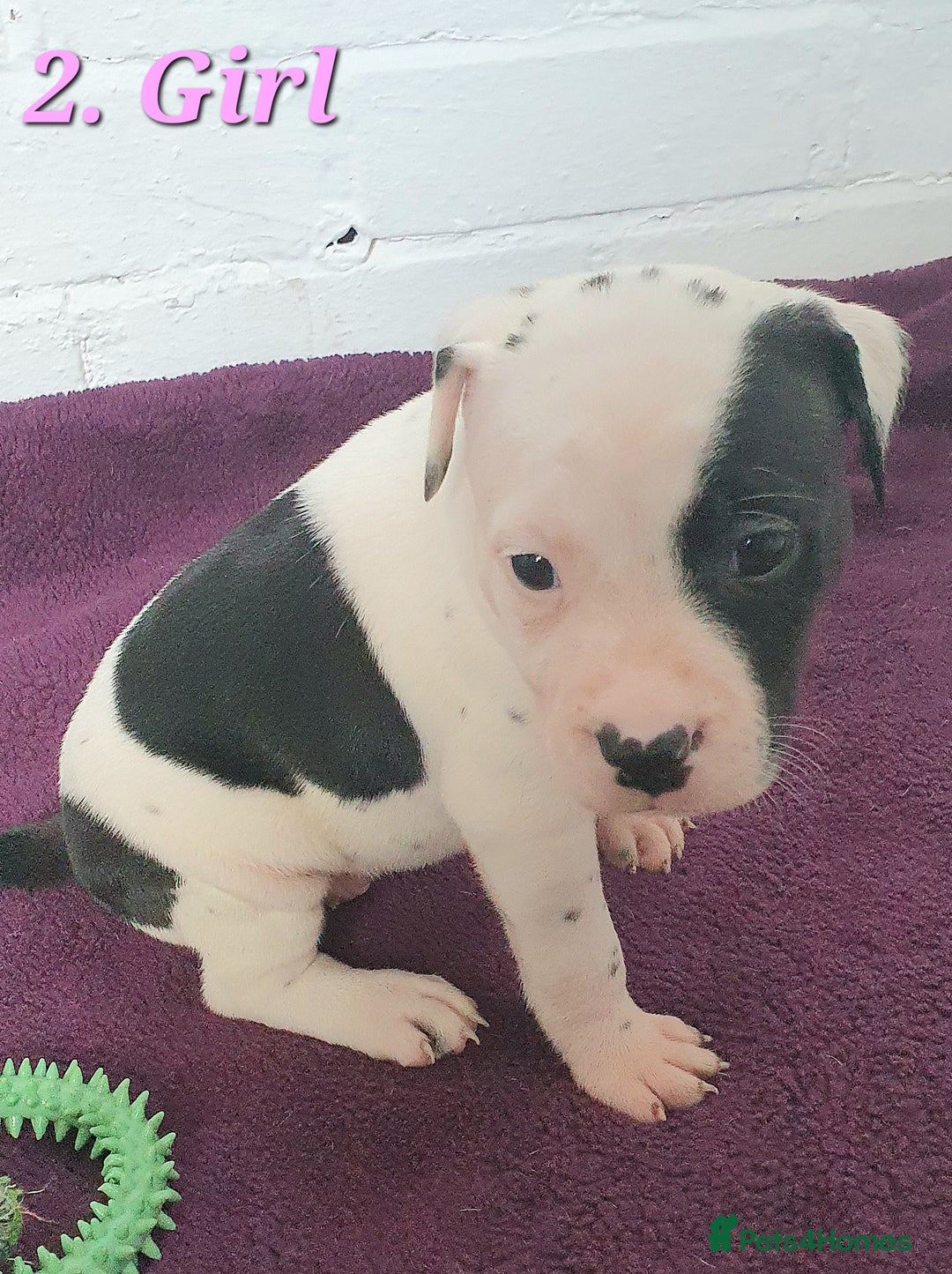 Mixed Breed dogs for sale: English/American Staffy Pups - Image 3