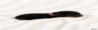 Mr Pink