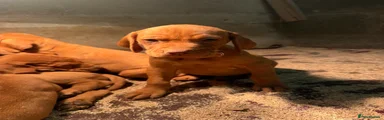 Hungarian Vizsla 2