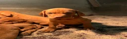 Hungarian Vizsla dogs for sale: Cracking litter of Hungarian vizsla puppies - Advert 2